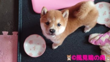 柴犬(豆柴)【兵庫県・男の子・2021年10月2日・赤色】の写真「元気がえぇけど慎重派で甘えん坊将軍」