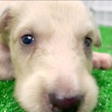 関西・近畿のボルゾイの子犬を探す｜ブリーダー直販の子犬販売【みんなのブリーダー】