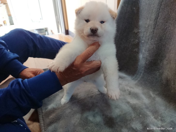 廣岡　龍己(ひろおか　たつみ)ブリーダー(大分県・柴犬・日本犬保存会登録)の紹介写真7