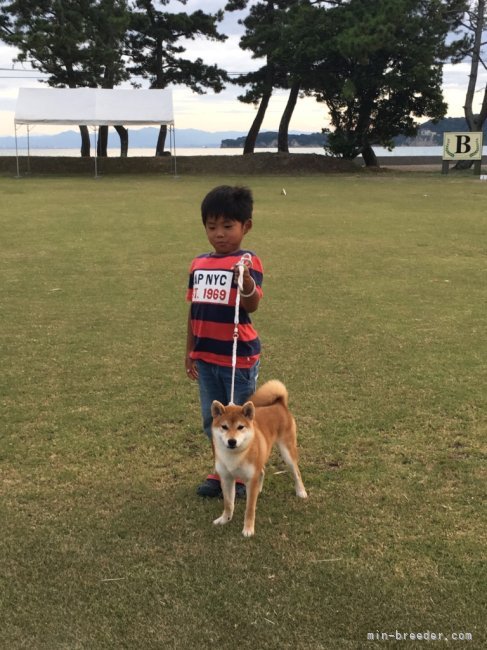 廣岡　龍己(ひろおか　たつみ)ブリーダー(大分県・柴犬・日本犬保存会登録)の紹介写真8