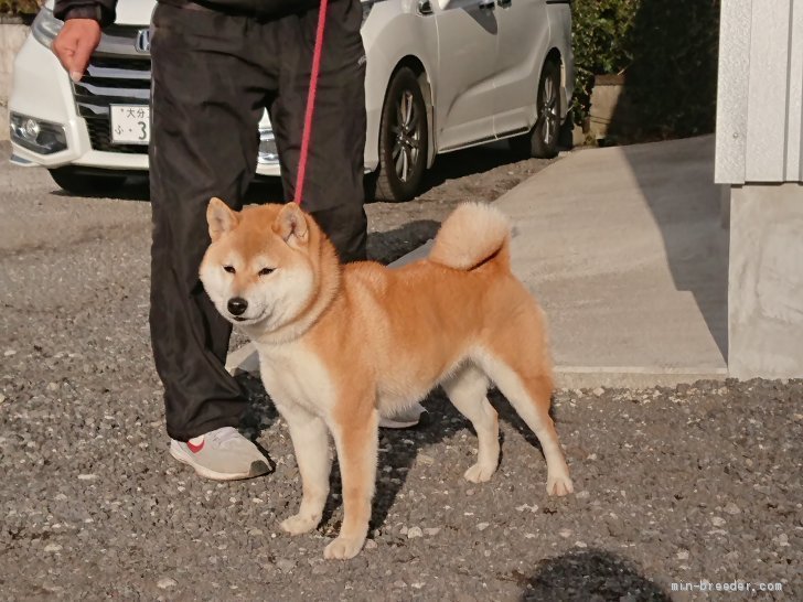 廣岡　龍己(ひろおか　たつみ)ブリーダー(大分県・柴犬・日本犬保存会登録)の紹介写真1