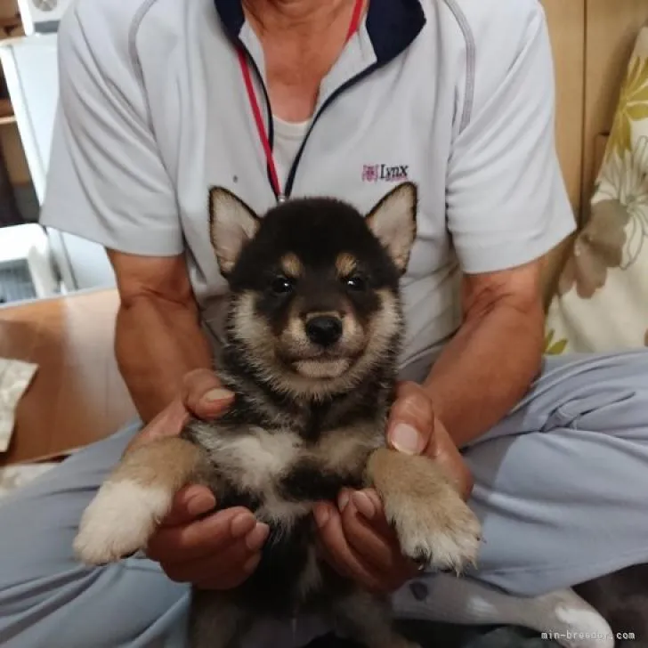 柴犬(標準サイズ)【大分県・男の子・2022年7月1日・黒】の写真1