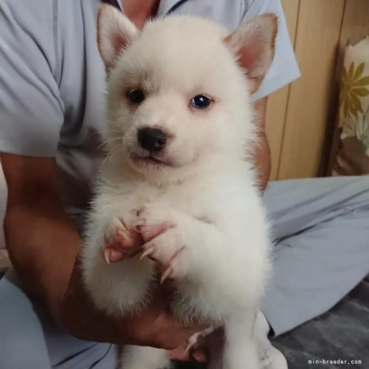 柴犬(標準サイズ)【大分県・男の子・2022年7月1日・白】の写真1