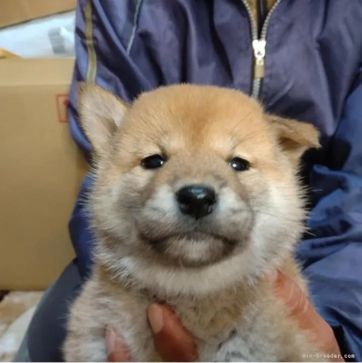 柴犬(標準サイズ)【大分県・女の子・2022年10月15日・赤】の写真1