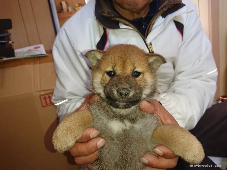 柴犬(標準サイズ)【大分県・男の子・2021年11月18日・赤】の写真1