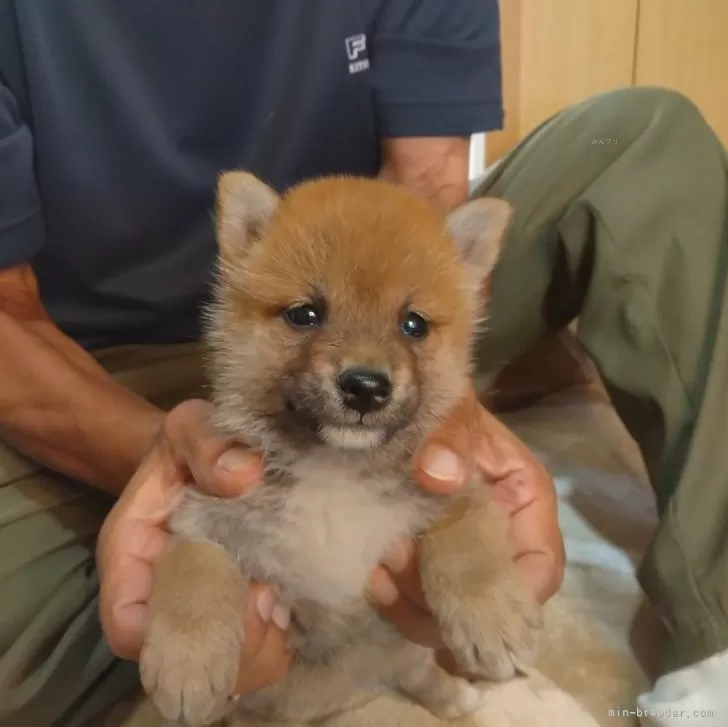 ゴールドサム 様のお迎えした子犬