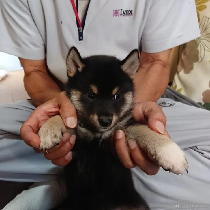 柴犬(標準サイズ)【大分県・男の子・2022年7月1日・黒】の写真1