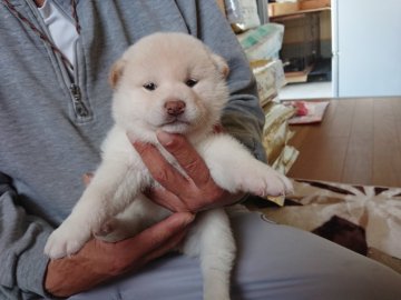 柴犬(標準サイズ)【大分県・女の子・2021年4月14日・白】の写真「白柴の元気な女の子です。」