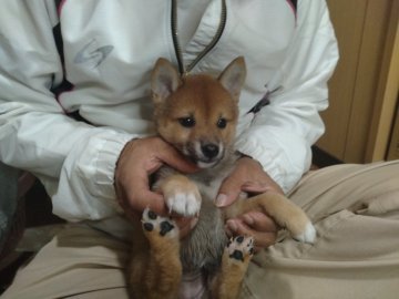 柴犬(標準サイズ)【大分県・女の子・2023年8月21日・赤】の写真「可愛い赤柴の女の子です」