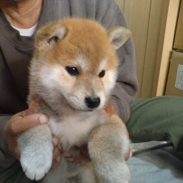 柴犬(標準サイズ)【大分県・男の子・2023年4月10日・赤】の写真「元気な赤柴の男の子です」