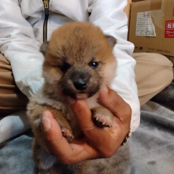 柴犬(標準サイズ)【大分県・男の子・2023年3月20日・赤】の写真「コロコロした元気な赤柴の男の子です。」