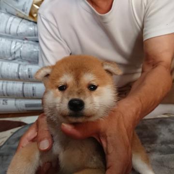 柴犬(標準サイズ)【大分県・女の子・2022年7月10日・赤】の写真「少しおっとりめでコロコロした赤柴の女の子です」