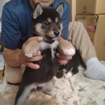 柴犬(標準サイズ)【大分県・女の子・2023年8月20日・黒】の写真「黒柴の元気な女の子です」