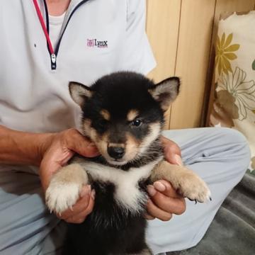 柴犬(標準サイズ)【大分県・男の子・2022年7月1日・黒】の写真「とても元気な、黒柴の男の子です。」