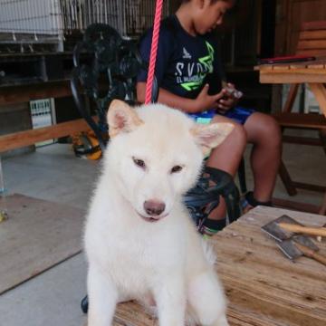 柴犬(標準サイズ)【大分県・男の子・2022年7月3日・白】の写真「白柴の活発な性格の男の子です。」