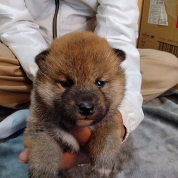 柴犬(標準サイズ)【大分県・男の子・2023年3月20日・赤】の写真「コロコロした元気な赤柴の男の子です。」