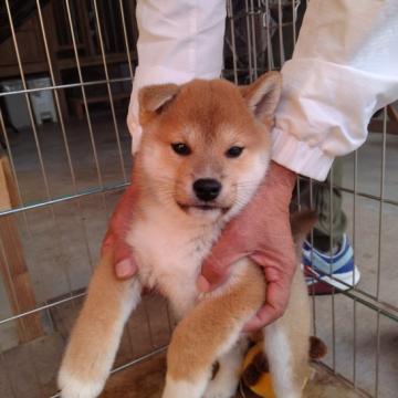 柴犬(標準サイズ)【大分県・男の子・2022年9月1日・赤】の写真「キリッとしたお目々の元気な赤柴の男の子です」