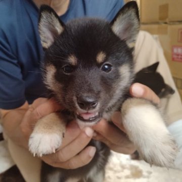 柴犬(標準サイズ)【大分県・男の子・2023年8月20日・黒】の写真「黒柴の元気な男の子です。」