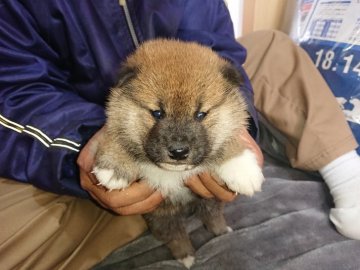 柴犬(標準サイズ)【大分県・男の子・2022年2月1日・赤】の写真「コロコロした、可愛い男の子です。」