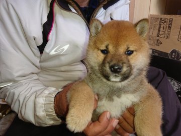 柴犬(標準サイズ)【大分県・女の子・2021年11月14日・赤】の写真「コロコロした毛並みの綺麗な可愛い女の子です。」