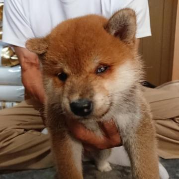 柴犬(標準サイズ)【大分県・男の子・2022年7月10日・赤】の写真「とても元気でコロコロした赤柴の男の子です」