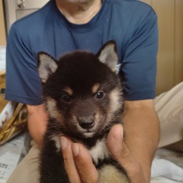 柴犬(標準サイズ)【大分県・男の子・2023年8月20日・黒】の写真「黒柴の元気な男の子です。」