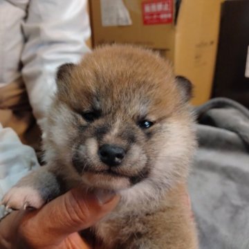 柴犬(標準サイズ)【大分県・女の子・2023年3月20日・赤】の写真「コロコロした、元気な赤柴の女の子です。」