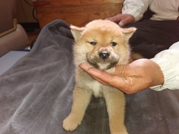 柴犬(標準サイズ)【大分県・男の子・2021年9月27日・赤】の写真「元気いっぱいで、毎日ミルクをたっぷり飲んでいます。」