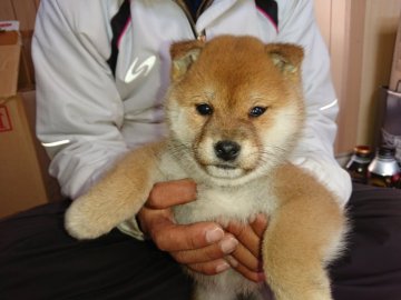 柴犬(標準サイズ)【大分県・女の子・2021年11月14日・赤】の写真「コロコロした毛並みの綺麗な可愛い女の子です。」