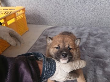 柴犬(標準サイズ)【大分県・女の子・2020年12月1日・赤】の写真「人なつっこく、元気で活発な子犬です。」