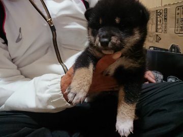 柴犬(標準サイズ)【大分県・女の子・2021年4月14日・黒】の写真「活発な黒柴の女の子で、毛並みもきれいです。」