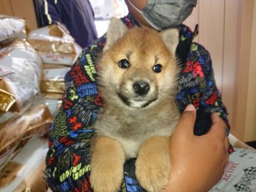 柴犬(標準サイズ)【大分県・男の子・2022年2月10日・赤】の写真「小ぶりな可愛い赤柴の男の子です。」