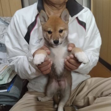 柴犬(標準サイズ)【大分県・男の子・2023年8月21日・赤】の写真「可愛い赤柴の男の子です」