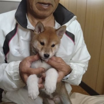 柴犬(標準サイズ)【大分県・男の子・2023年8月21日・赤】の写真「可愛い赤柴の男の子です」