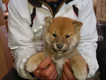 柴犬(標準サイズ)【大分県・男の子・2021年11月18日・赤】の写真「毛並みが綺麗で元気な赤柴の男の子です」