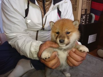 柴犬(標準サイズ)【大分県・女の子・2021年11月6日・赤】の写真「5匹兄弟姉妹で、とても活発な元気いっぱいの子犬です」