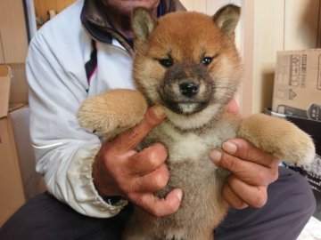 柴犬(標準サイズ)【大分県・女の子・2021年11月14日・赤】の写真「コロコロした毛並みの綺麗な可愛い女の子です。」