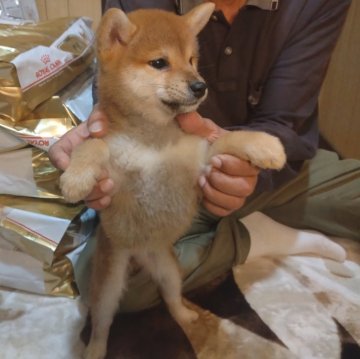 柴犬(標準サイズ)【大分県・女の子・2024年8月12日・赤】の写真「赤柴の可愛い女の子です！！」