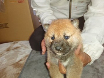 柴犬(標準サイズ)【大分県・男の子・2021年10月4日・赤】の写真「コロコロの元気いっぱいの、赤柴の男の子です。」