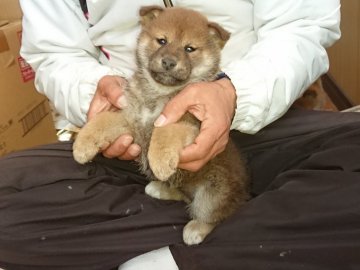 柴犬(標準サイズ)【大分県・女の子・2021年11月18日・赤】の写真「毛並みが綺麗で元気な赤柴の女の子です」