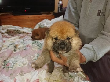 柴犬(標準サイズ)【大分県・男の子・2021年9月27日・赤】の写真「元気いっぱい、毎日ミルクをたっぷり飲んでいます。」