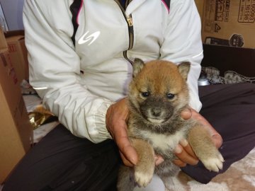 柴犬(標準サイズ)【大分県・女の子・2021年11月18日・赤】の写真「小さめで、毛並みが綺麗で元気な赤柴の女の子です」