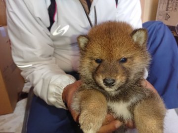 柴犬(標準サイズ)【大分県・男の子・2021年11月6日・黒胡麻】の写真「5匹兄弟姉妹のとても活発な元気いっぱいの子犬です」