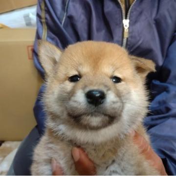 柴犬(標準サイズ)【大分県・女の子・2022年10月15日・赤】の写真「赤柴のかわいい、おっとりとした女の子です」