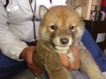 柴犬(標準サイズ)【大分県・男の子・2021年11月6日・赤胡麻】の写真「5匹兄弟姉妹で、とても活発な元気いっぱいの子犬です」