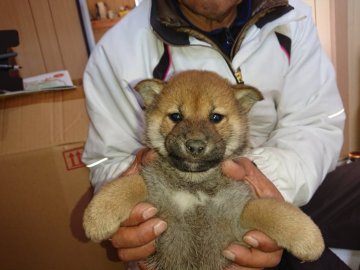 柴犬(標準サイズ)【大分県・男の子・2021年11月18日・赤】の写真「毛並みが綺麗で元気な赤柴の男の子です」