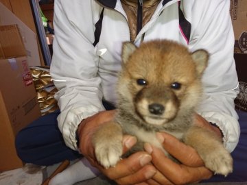 柴犬(標準サイズ)【大分県・女の子・2021年11月6日・赤胡麻】の写真「5匹兄弟姉妹のとても活発な元気いっぱいの子犬です」