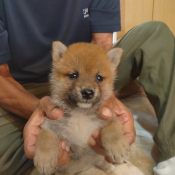 柴犬(標準サイズ)【大分県・男の子・2024年8月12日・赤】の写真「赤柴の可愛い男の子です！」