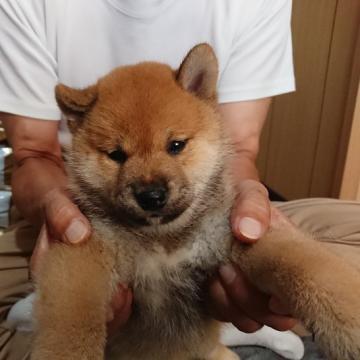 柴犬(標準サイズ)【大分県・女の子・2022年7月10日・赤】の写真「とても元気でコロコロとした赤柴の女の子です。」