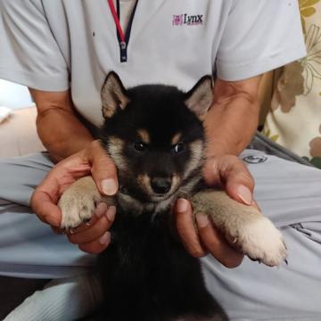 柴犬(標準サイズ)【大分県・男の子・2022年7月1日・黒】の写真「とても元気な、黒柴の男の子です。」